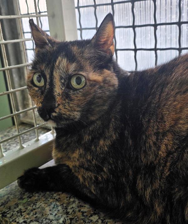 Pepita Gattina Squama Tartaruga